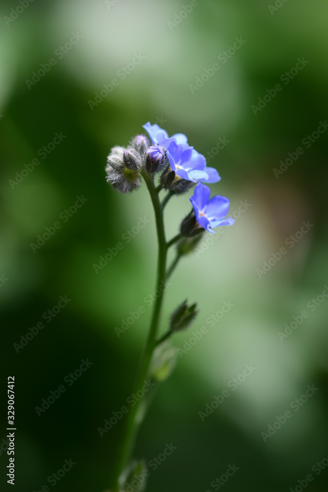 Vergissmeinnicht - zarte blaue Blüten und Knospen vor grünem Hintergrund Vergissmeinnicht - zarte blaue Blüten und Knospen vor grünem Hintergrund