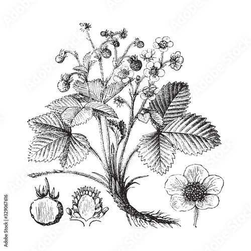 Wild strawberry (Fragaria vesca) / vintage illustration from Brockhaus Konversations-Lexikon 1908