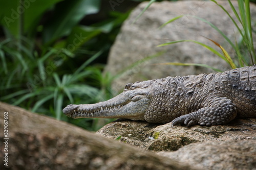 Salwater crocodile photo