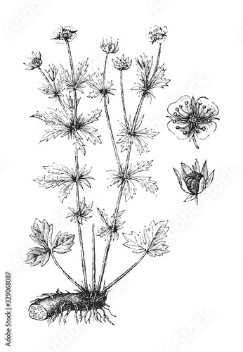 Tormentil (Potentilla erecta) / vintage illustration from Brockhaus Konversations-Lexikon 1908