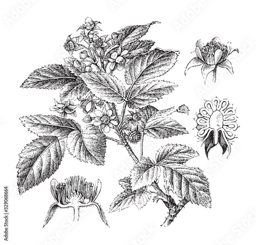 Raspberry plant (Rubus idaeus) / vintage illustration from Brockhaus Konversations-Lexikon 1908
