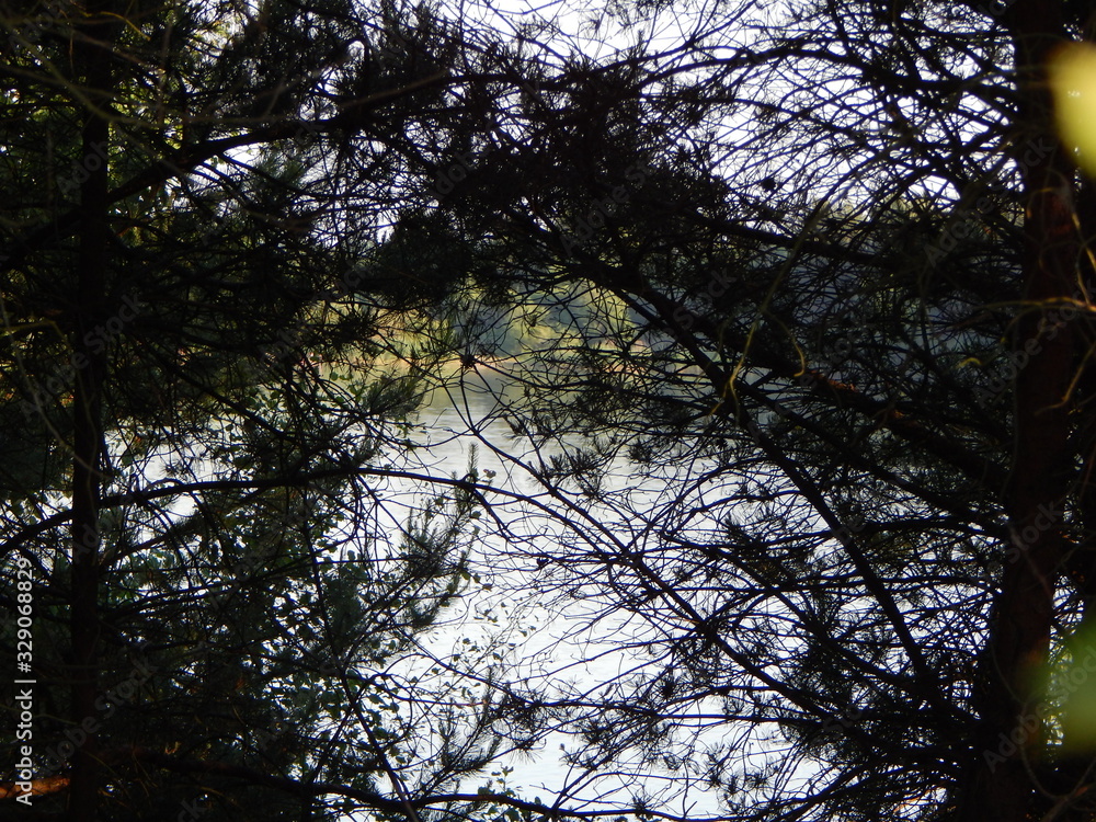 view of the lake through the trees