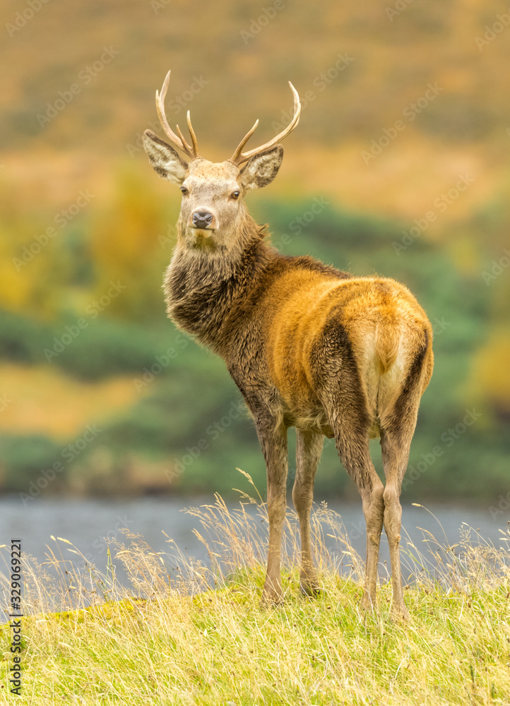 Fototapeta premium Red Deer Stag in the Scottish Highlands. Portrait of a young stag in Autumn stood overlooking a loch in the Scottish Highlands. Glen Strathfarrar, Scotland. Portrait, vertical. Space for copy.