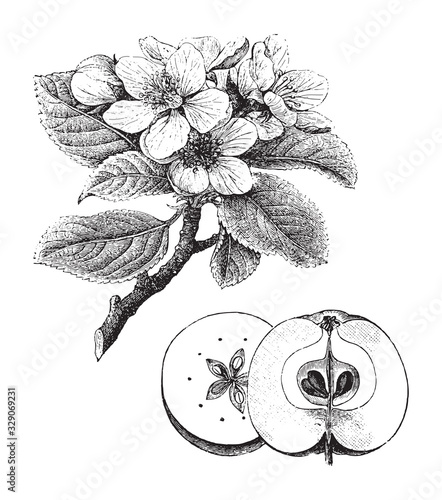 Apple tree (Malus domestica) / vintage illustration from Brockhaus Konversations-Lexikon 1908