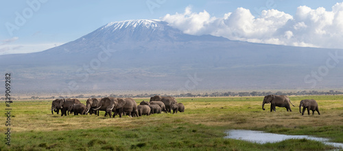 фотографія Elephant herd and Mount Kilimanjaro in Amboseli National Park, panorama