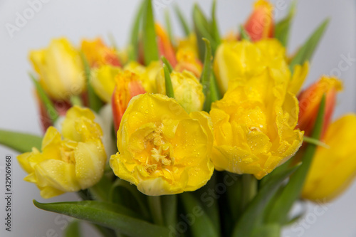 Bouquet of yellow and red tulips on a white background.