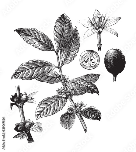 Coffea arabica plant (Arabian coffee) / vintage illustration from Brockhaus Konversations-Lexikon 1908