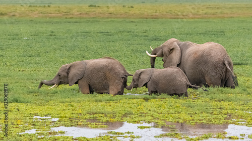 Herd of elephants drinking in the swamps in Africa  in the Amboseli park in Kenya