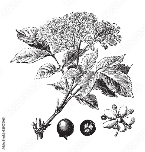 Elderberry  (Sambucus nigra) / vintage illustration from Brockhaus Konversations-Lexikon 1908