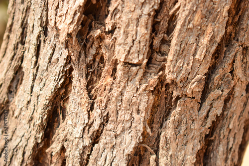 Tree Bark Rugged Texture Background Macro Stock Photography Image 