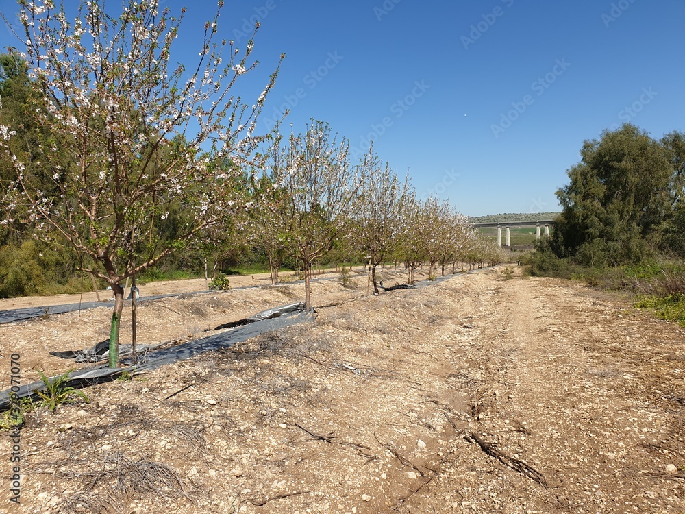 Spring season almonds in bloom in the Mediterranean, Israel. White almond flowers against the blue sky.