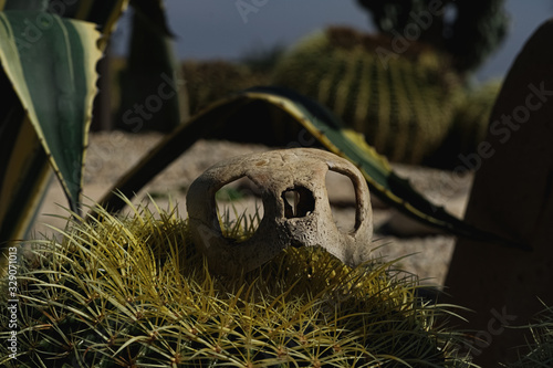 sea turtle skull laying in the cactus with desert background.  photo