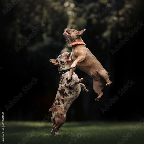 Photography two funny french bulldog dogs playing together outdoors