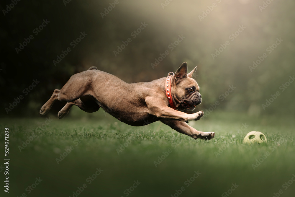 happy active french bulldog dog chasing a ball outdoors in summer happy active french bulldog dog chasing a ball outdoors in summer