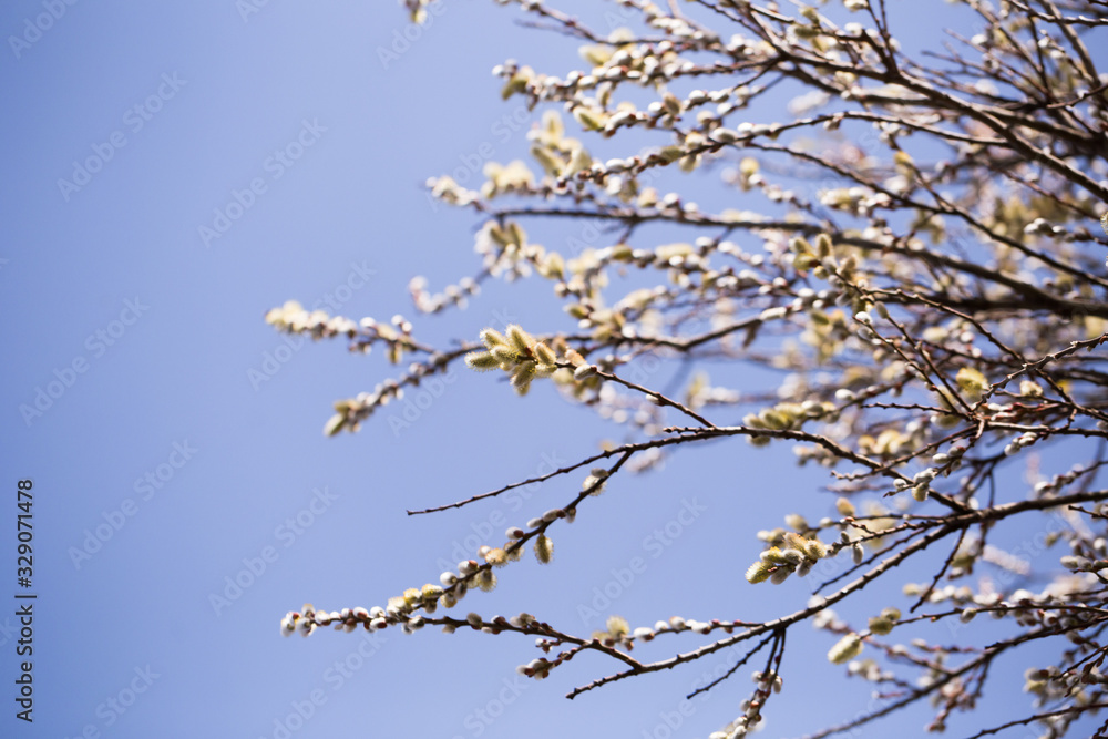 blooming fluffy shoots on willow branches in spring blooming fluffy shoots on willow branches in spring