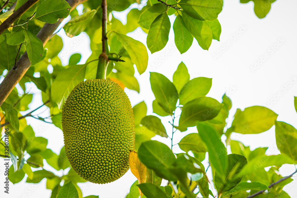 Jack fruit hanging on tree in a garden Jack fruit hanging on tree in a garden