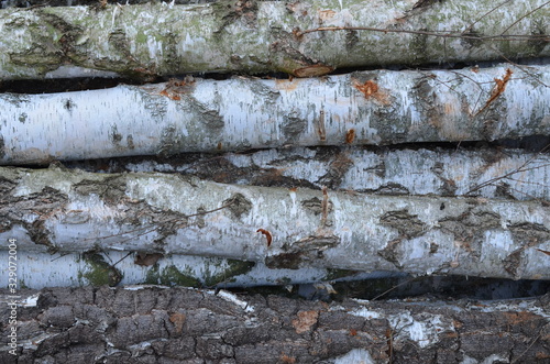 Fototapeta Naklejka Na Ścianę i Meble -   drzewa wycięte  , tekstura, drewna, stary, deseń, drewniane, drewno, bory , lasy wycinka , wycinka drzew , wycinanie lasów , wycinanie borów
