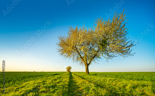Rural Landscape in Spring with Big Cherry Tree in Bloom, green fields under blue sky in the warm light of the morning sun