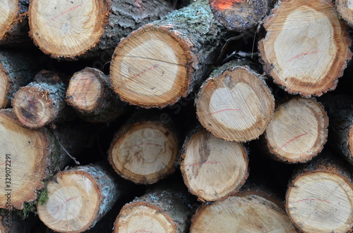  drzewa wyci  te    tekstura  drewna  stary  dese    drewniane  drewno  bory   lasy wycinka   wycinka drzew   wycinanie las  w   wycinanie bor  w