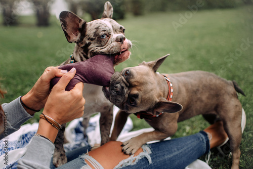 two french bulldog dogs playing with a plush toy and owner outdoors