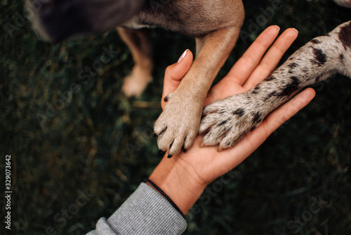 top view of two dog paws in owner hand photo