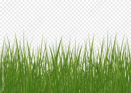 Realistic green grass