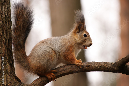 A squirrel on a tree branch holds a nut in its mouth in a natural habitat