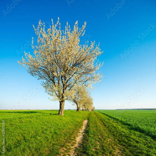 Row of Cherry Trees along farm road in Bloom, Rural Landscape in Spring, green field under bright blue sky 