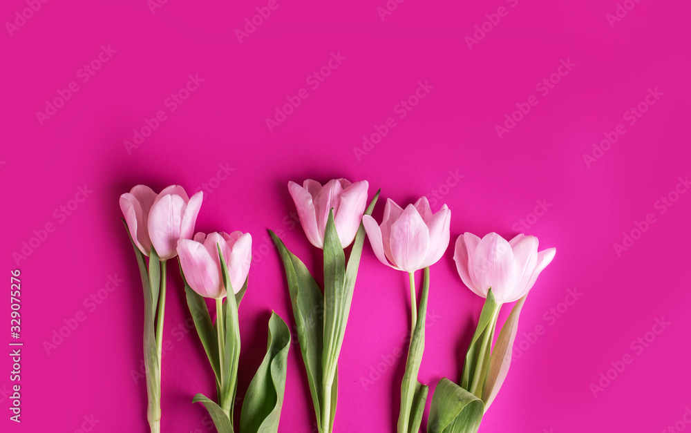 Gently pink tulips on a bright pink background.