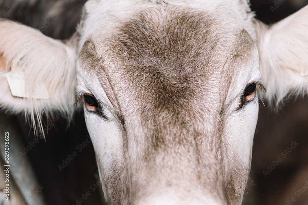 Closeup portrait of a cow. Brown color.