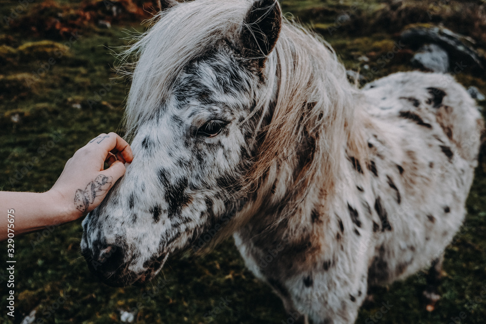Obraz premium Irland Pferd wird gestreichelt