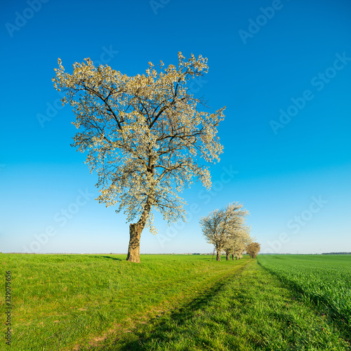 Old Cherry Tree beside farm road in Bloom, Rural Landscape with green field under bright blue sky in Spring