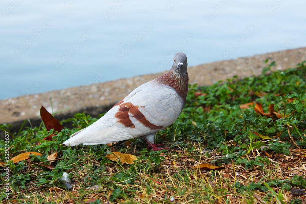 Fototapeta premium A beautiful light brown pigeon on the grass beside a pond