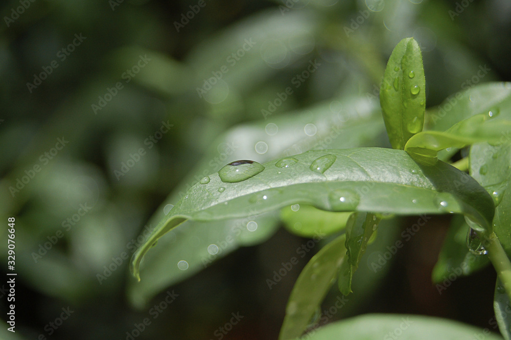 Hojas con gotas de agua