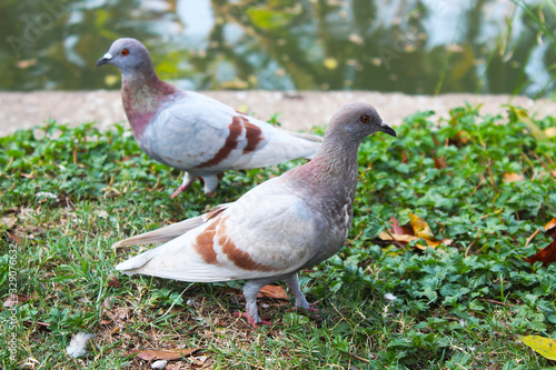 Two beautiful light brown pigeons on the grass beside a pond