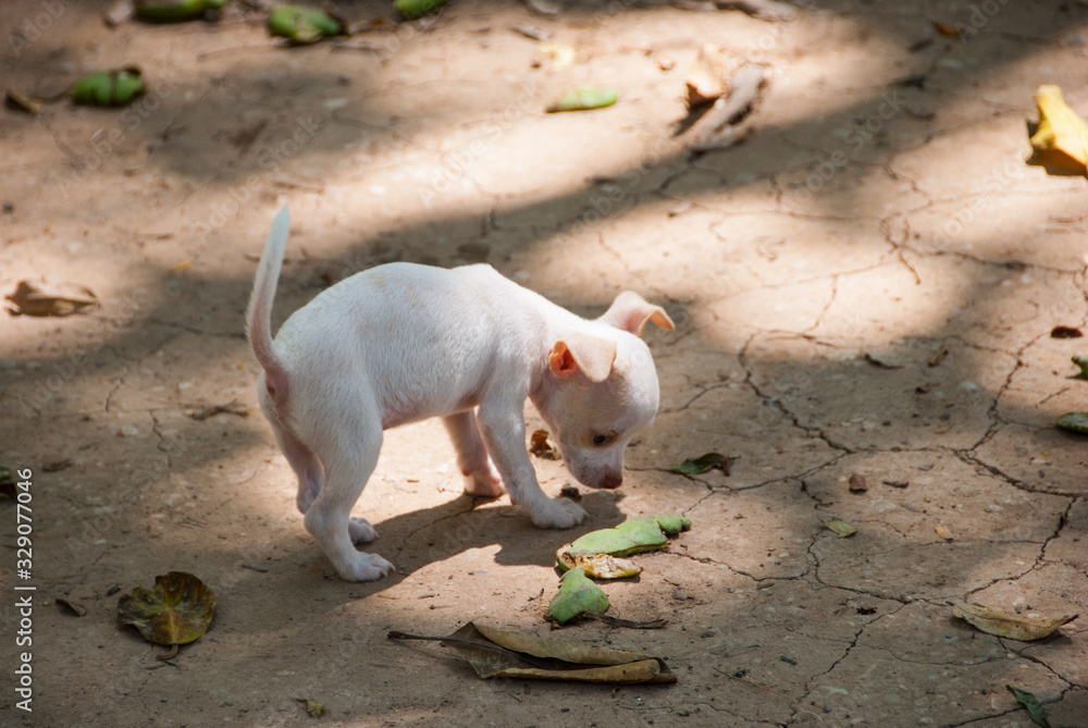Fototapeta premium Cute white puppy playing in nature.