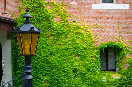 Fortification defensive brick building of the Middle Ages. Medieval lantern close-up against a brick wall overgrown with ivy. Lviv, Ukraine, July 23, 2017