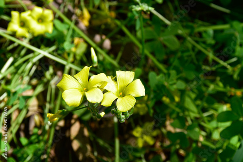 Fototapeta Naklejka Na Ścianę i Meble -  Flores amarillas en primavera, planta de trébol 