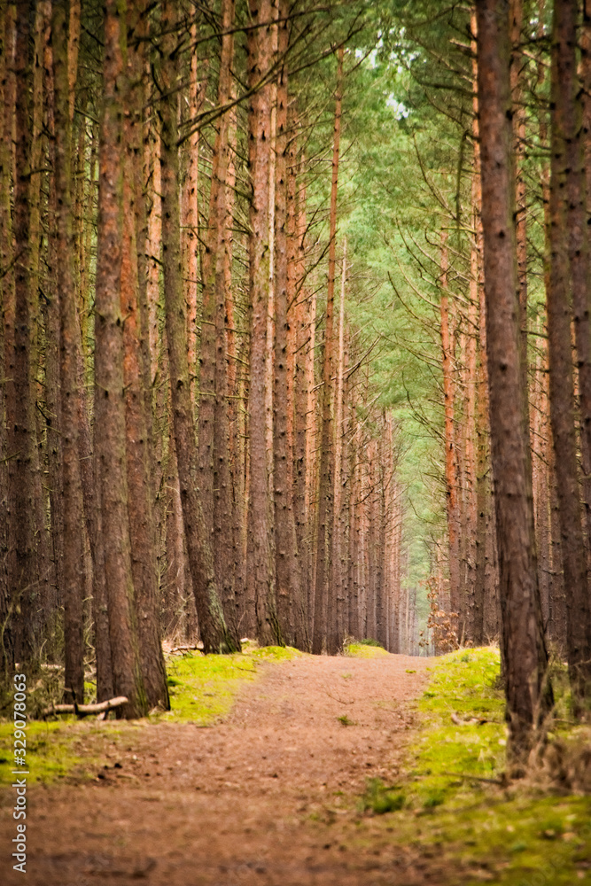 Obraz premium Droga w lesie 