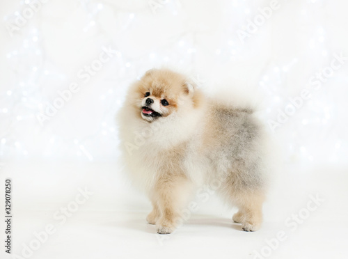 Cute puppy Spitz toy Pomeranian