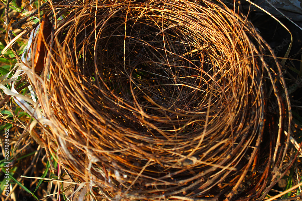 The bird's nest is made from dry twigs The bird's nest is made from dry twigs