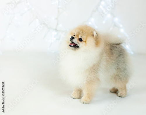 Cute puppy Spitz toy Pomeranian