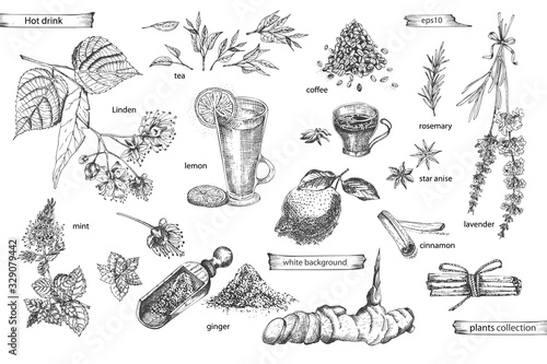 Set vintage hand drawn sketch hot drinc elements isolated on white background. Star anise, cinnamon, lavender, rosemary, lemon, ginger, coffee, tea, mint, Linden.