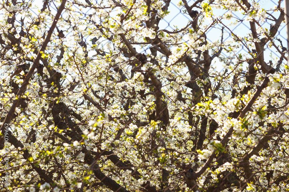 Branches of a flowering tree at the end of winter Branches of a flowering tree at the end of winter