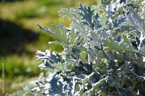 closeup of gray cineraria on the flowerbed. silver plant.	floral blue background
