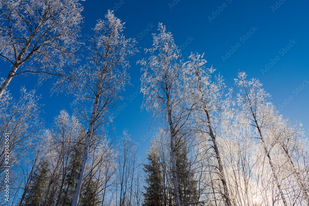 Snow covered tree in winter nature scene. Snow covered tree in winter nature scene.