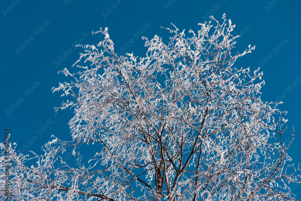 Snow covered tree in winter nature scene.