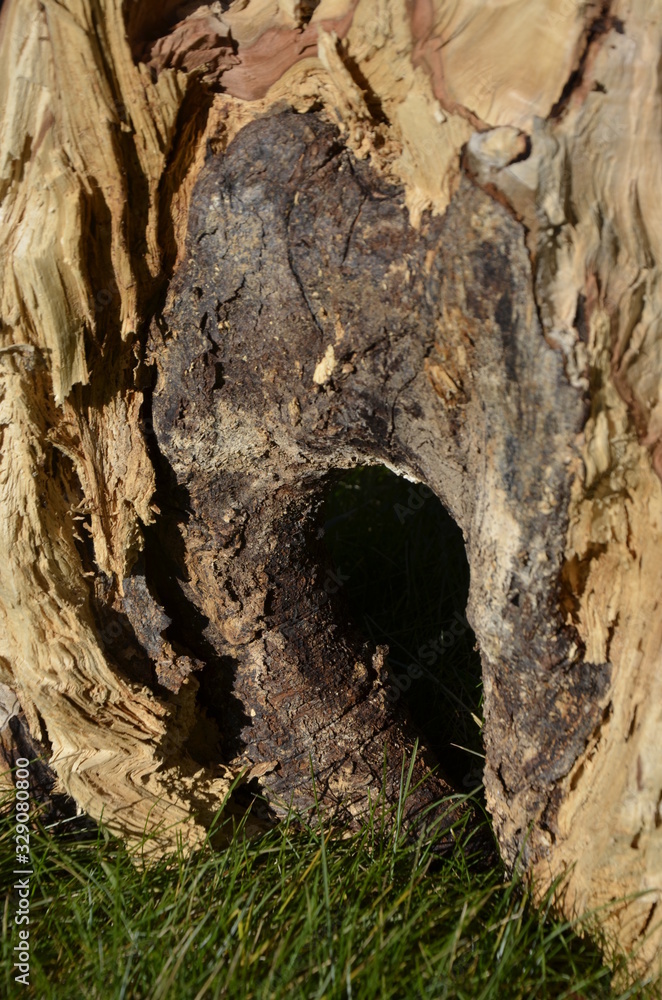 hollow in the trunk of an old tree. dilapidated tree hollow in the trunk of an old tree. dilapidated tree