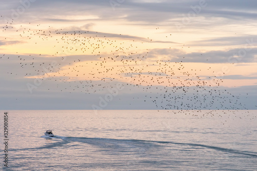 boat and starlings at sea in Brighton
