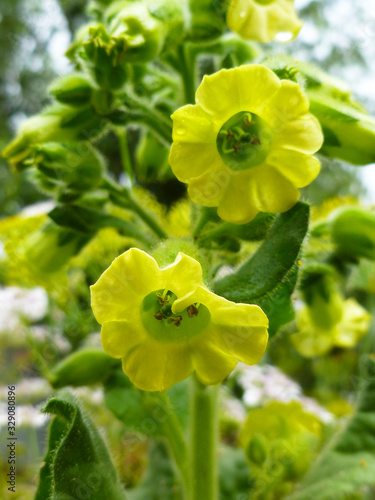 Tobacco yellow flowers (Nicotiana tabacum, Aztec tobacco, Nicotiana rustica). Mountain Wild Tobacco, Mullein Nightshade.  Flowering tobacco flue cure plant. Closeup, selective focus